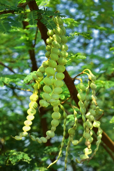 Vachellia nilotica 的果实俗称树胶阿拉伯树， 巴布尔， 荆棘米莫萨， 埃及的金合会或棘手的金合子是家庭法法切亚的树 — 图库照片
