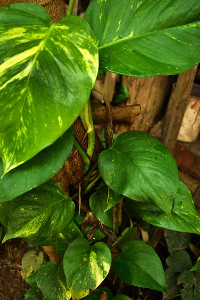 Textura de hoja verde. Textura de la hoja fondo — Foto de Stock