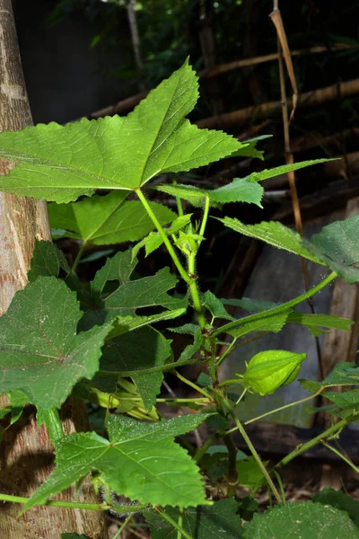 Abroma augustum árvore com sua fruta, que é o nome às vezes escrito Abroma augusta — Fotografia de Stock