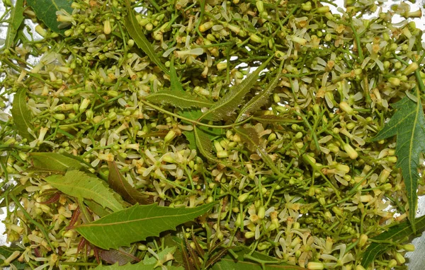 Hojas medicinales de neem y flor sobre fondo blanco — Foto de Stock