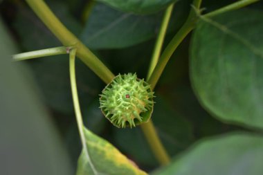 Datura stramonium ( jimsonweed, jimson otu veya şeytanın snare ) tohum bakla ile bitki