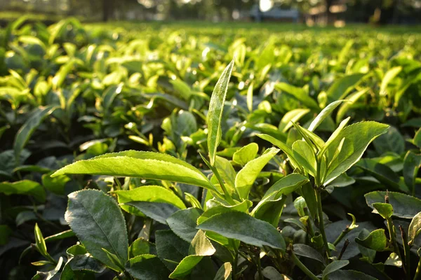 Hermosas y frescas hojas de té verde — Foto de Stock