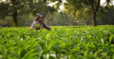 Kadın Darjeeling çay bahçesinde elle çay yapraklarını almak, dünyanın en kaliteli çay biri, Hindistan