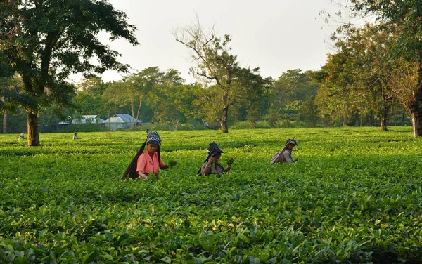 Kobiety odebrać liści herbaty ręcznie w ogrodzie herbacianego w Darjeeling, jeden z najlepszych jakości herbaty na świecie, Indie — Zdjęcie stockowe
