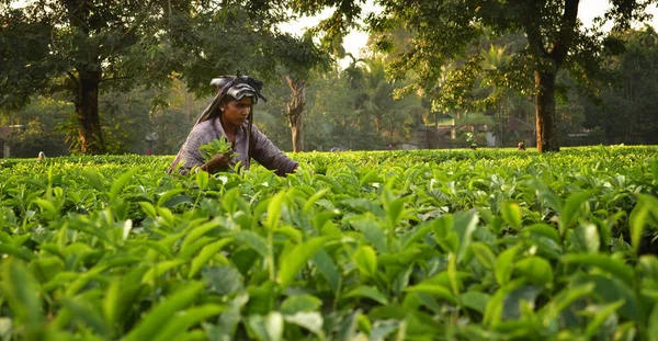 女性は、世界で最高品質のお茶の一つ、ダージリンのティーガーデンで手で茶の葉を拾う、インド — ストック写真