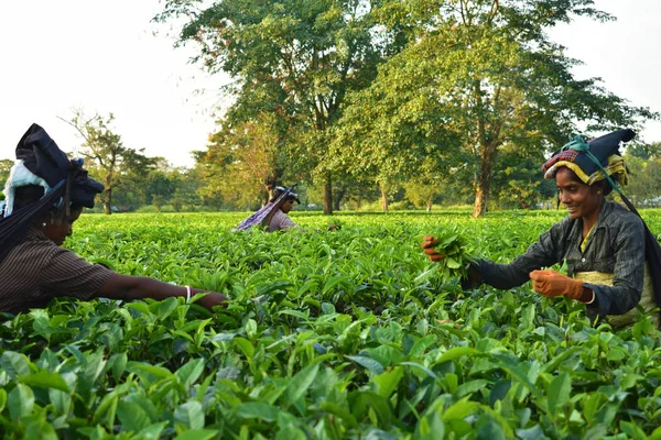 女性は、世界で最高品質のお茶の一つであるダージリンのティーガーデンで手で茶葉を拾います, インド — ストック写真