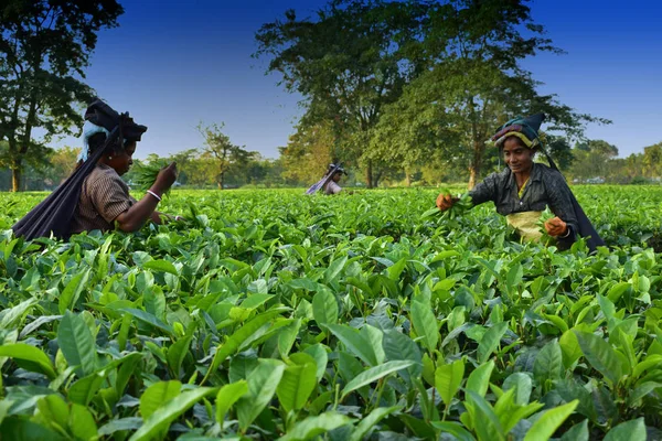 女性は、世界で最高品質のお茶の一つであるダージリンのティーガーデンで手で茶葉を拾います, インド — ストック写真