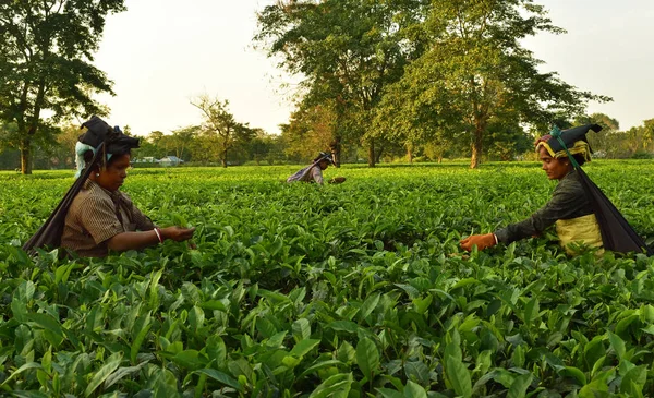 女性は、世界で最高品質のお茶の一つであるダージリンのティーガーデンで手で茶葉を拾います, インド — ストック写真
