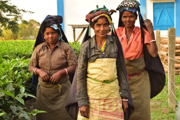 A close up portrait of three poor women tea pluckers who just finished their work. they looks at the camera and smile — Stock Photo, Image