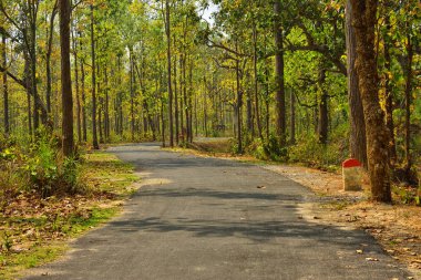 Jhargram, W bir doğa turistik nokta ormanda küçük bir yol