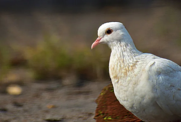Un retrato de una paloma blanca en la azotea . —  Fotos de Stock