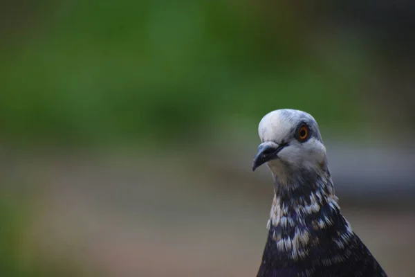 Un retrato de una paloma blanca en la azotea . —  Fotos de Stock