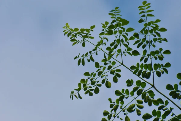 Moringo Tree Leaves bild med himmel bakgrund. — Stockfoto