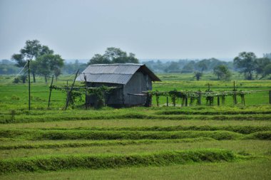Bambudan yapılmış ve tarlanın ortasında çimenlerle sazdan yapılmış eski moda ahşap ev.