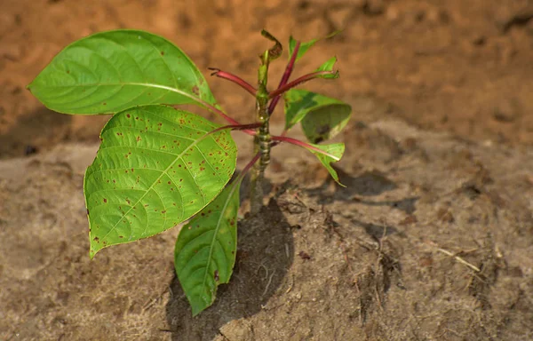 Joven arbolito visto plantado en una gran reserva natural a finales de primavera. animales comiendo algunas hojas de la planta joven — Foto de Stock