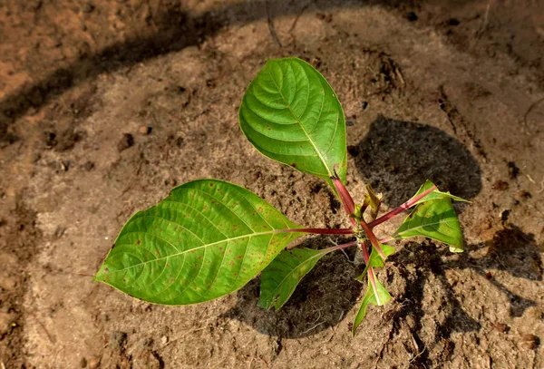 Joven arbolito visto plantado en una gran reserva natural a finales de primavera. animales comiendo algunas hojas de la planta joven — Foto de Stock
