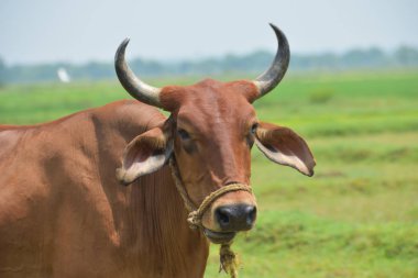 Sevimli inek portre beyaz arka plan üzerinde. Organik et için yetiştirilen çiftlik hayvanı