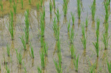 Su ve çamurda yetişen yeni ekili bitkiler ile tipik teras çeltik tarlaları