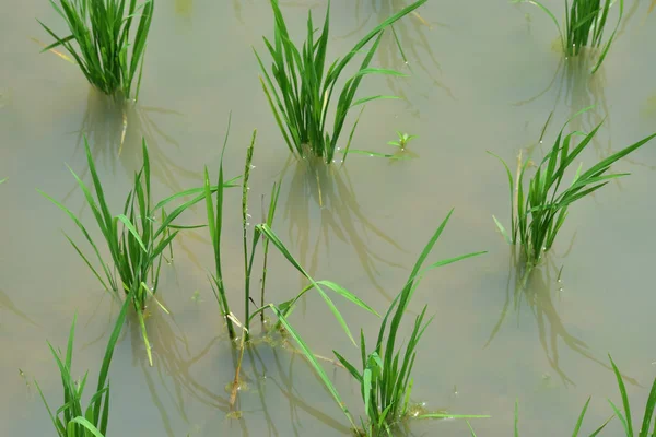 典型的梯田稻田，在水和泥浆中生长着新种植的植物 — 图库照片