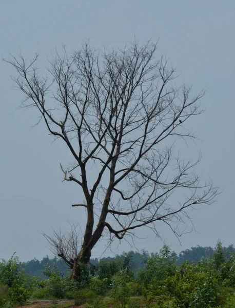 Листяне дерево біля дороги на лузі з блакитним небом у світлий день — стокове фото