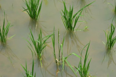 Su ve çamurda yetişen yeni ekili bitkiler ile tipik teras çeltik tarlaları