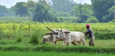Bir çiftçi Hindistan'da pirinç ekimi için hazırlık öküz bir çift ile tarlasını saban