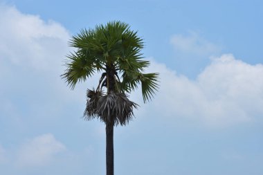 Beyaz arka plan üzerinde izole yeşil güzel hurma ağacı