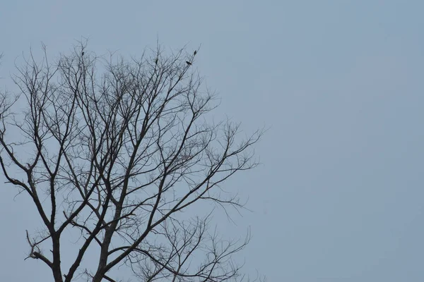 Arbre sans feuilles isolé sur fond blanc — Photo