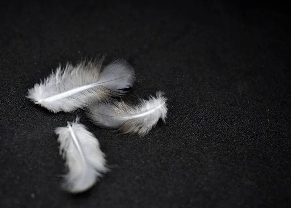 Feathers. The bird\'s feather black tone images