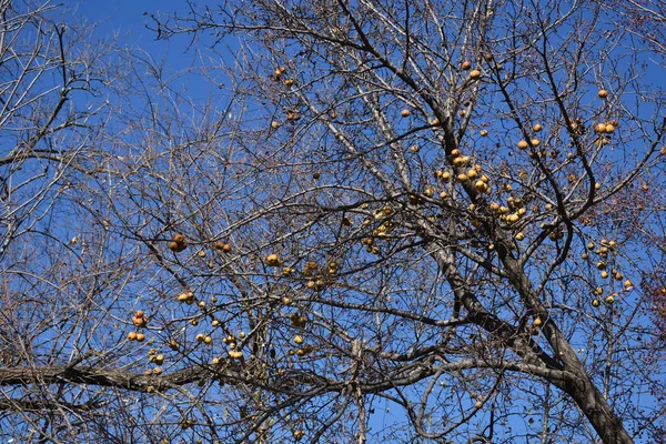 Frutas de macieiras verdes no início da manhã névoa, Thimphu, Butão — Fotografia de Stock