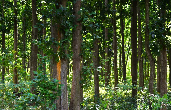 Зелені Береги Робусти Високі Сал Дерева Вершині Гірського Ландшафту Лісу — стокове фото