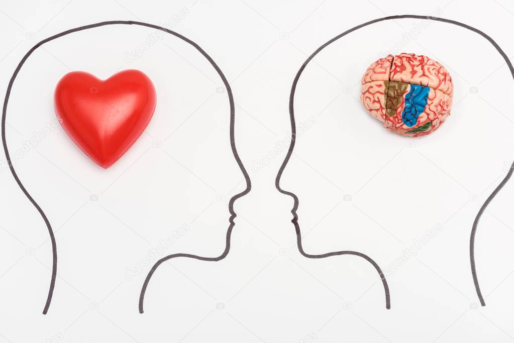 heads with human brain and red heart isolated on white 