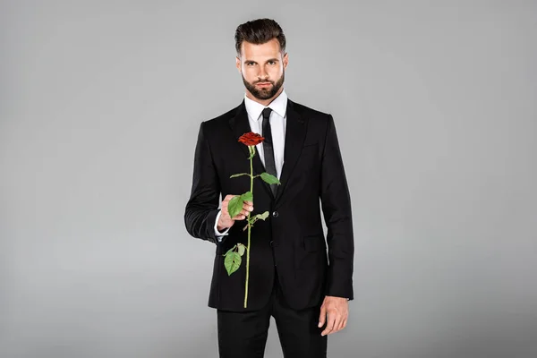 Eleganter Gutaussehender Geschäftsmann Schwarzen Anzug Mit Roter Rose Auf Grau — Stockfoto