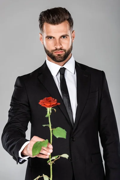 elegant handsome businessman in black suit presenting red rose isolated on grey