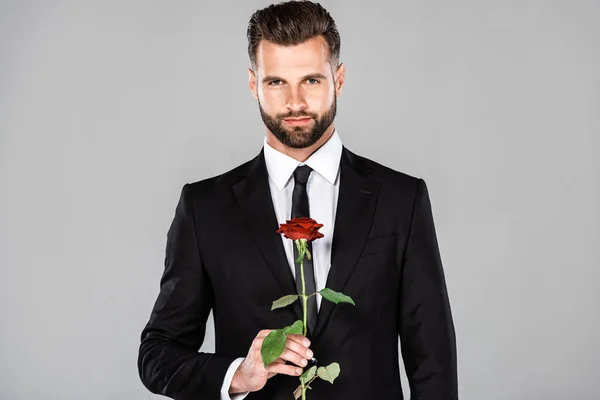 gri izole kırmızı gül ile siyah takım elbiseli zarif işadamı