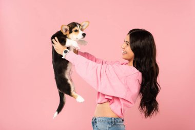 güzel kadın Galce Corgi köpek yavrusu tutan, pembe izole