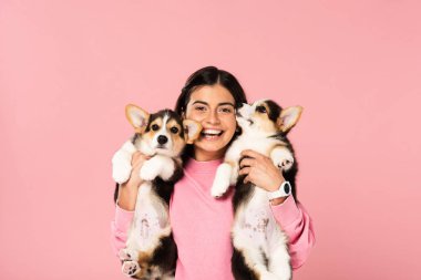 sevimli Corgi yavru tutan mutlu kadın, pembe izole