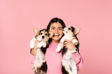 happy woman holding cute Corgi puppies, isolated on pink clipart