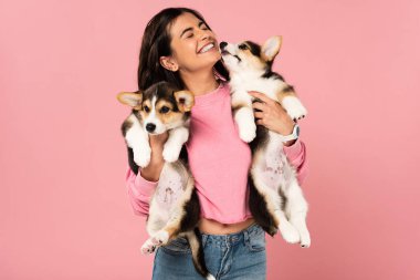 smiling girl holding Welsh Corgi puppies, isolated on pink clipart
