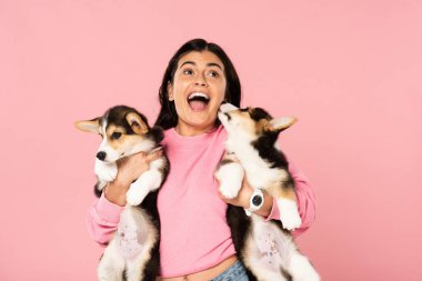 heyecanlı kız Galce Corgi yavru tutan, pembe izole