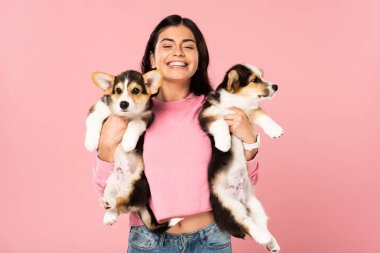 beautiful smiling woman holding Welsh Corgi puppies, isolated on pink clipart