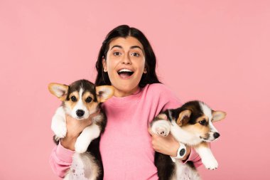 excited woman holding Welsh Corgi puppies, isolated on pink clipart