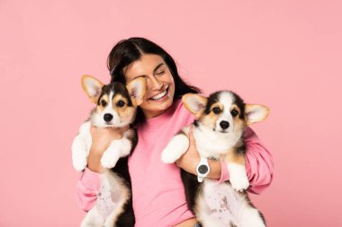 happy woman holding Welsh Corgi puppies, isolated on pink clipart