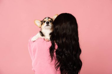 corgi köpek yavrusu tutan esmer kız arka görünümü, pembe izole