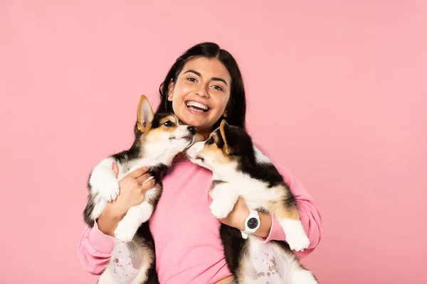 Alegre Joven Mujer Sosteniendo Galés Corgi Cachorros Aislado Rosa — Foto de Stock