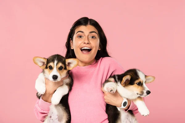 Mujer Excitada Sosteniendo Cachorros Galeses Corgi Aislados Rosa — Foto de Stock