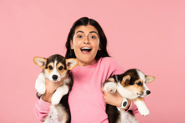 excited woman holding Welsh Corgi puppies, isolated on pink