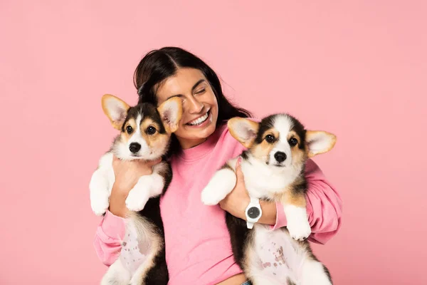 Mujer Feliz Sosteniendo Cachorros Galeses Corgi Aislados Rosa —  Fotos de Stock