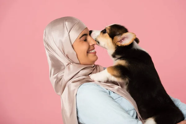 Sonriente Chica Islámica Hijab Celebración Lindo Cachorro Corgi Aislado Rosa —  Fotos de Stock