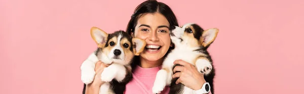 Donna Sorridente Che Tiene Braccio Cuccioli Corgi Gallesi Isolati Rosa — Foto Stock